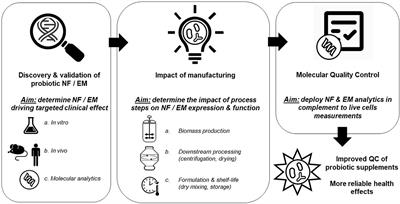 The Possible Link Between Manufacturing and Probiotic Efficacy; a Molecular Point of View on Bifidobacterium